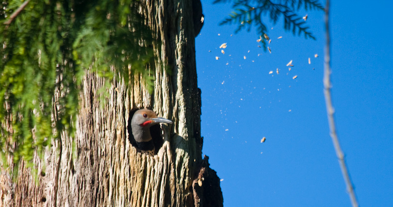 Northern Flicker Excavating Nest Cavity